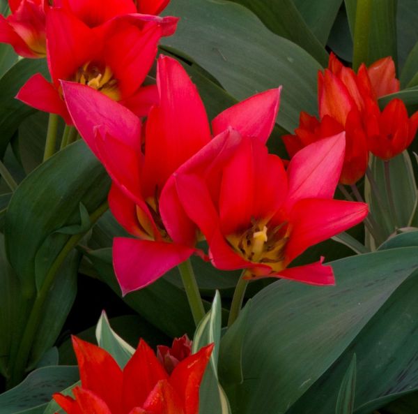 Botanisk tulpan